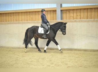 Más caballos centroeuropeos, Caballo castrado, 3 años, 160 cm, Negro