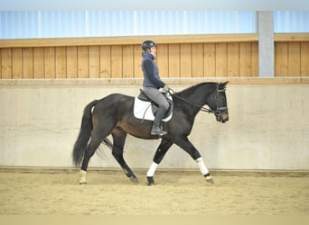 Más caballos centroeuropeos, Caballo castrado, 3 años, 160 cm, Negro