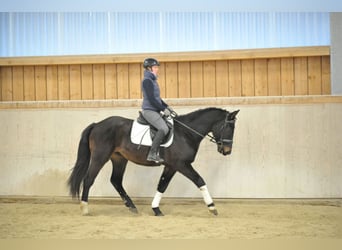 Más caballos centroeuropeos, Caballo castrado, 3 años, 160 cm, Negro