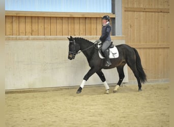 Más caballos centroeuropeos, Caballo castrado, 3 años, 160 cm, Negro