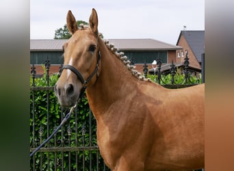 Más caballos centroeuropeos Mestizo, Caballo castrado, 3 años, 160 cm, Palomino