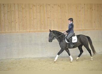 Más caballos centroeuropeos, Caballo castrado, 3 años, 160 cm, Tordo