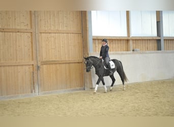 Más caballos centroeuropeos, Caballo castrado, 3 años, 160 cm, Tordo