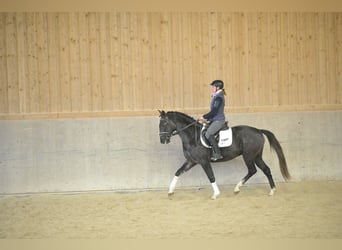 Más caballos centroeuropeos, Caballo castrado, 3 años, 160 cm, Tordo