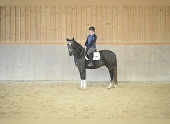 Más caballos centroeuropeos, Caballo castrado, 3 años, 160 cm, Tordo