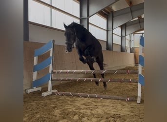 Más caballos centroeuropeos, Caballo castrado, 3 años, 160 cm, Tordo