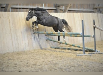 Más caballos centroeuropeos, Caballo castrado, 3 años, 161 cm, Tordillo negro