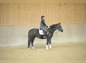 Más caballos centroeuropeos, Caballo castrado, 3 años, 161 cm, Tordillo negro