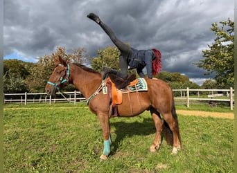 Más caballos centroeuropeos, Caballo castrado, 3 años, 162 cm, Alazán-tostado