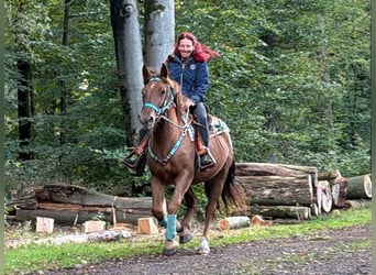 Más caballos centroeuropeos, Caballo castrado, 3 años, 162 cm, Alazán-tostado