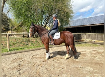 Más caballos centroeuropeos, Caballo castrado, 3 años, 162 cm, Castaño