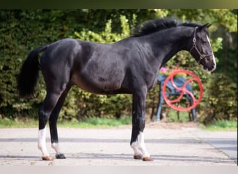 Más caballos centroeuropeos, Caballo castrado, 3 años, 162 cm, Negro