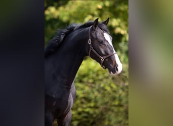 Más caballos centroeuropeos, Caballo castrado, 3 años, 162 cm, Negro