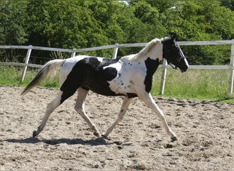 Más caballos centroeuropeos, Caballo castrado, 3 años, 162 cm, Pío