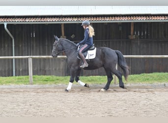 Más caballos centroeuropeos, Caballo castrado, 3 años, 163 cm, Negro