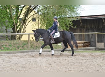 Más caballos centroeuropeos, Caballo castrado, 3 años, 163 cm, Negro