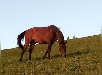 Más caballos centroeuropeos, Caballo castrado, 3 años, 164 cm, Castaño