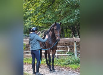 Más caballos centroeuropeos, Caballo castrado, 3 años, 164 cm, Castaño oscuro