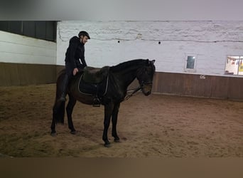 Más caballos centroeuropeos, Caballo castrado, 3 años, 164 cm, Castaño oscuro