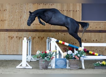 Más caballos centroeuropeos, Caballo castrado, 3 años, 164 cm, Tordo