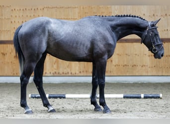 Más caballos centroeuropeos, Caballo castrado, 3 años, 164 cm, Tordo