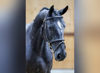 Más caballos centroeuropeos, Caballo castrado, 3 años, 164 cm, Tordo