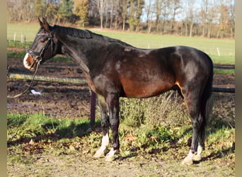 Más caballos centroeuropeos, Caballo castrado, 3 años, 165 cm, Negro