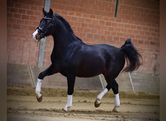 Más caballos centroeuropeos, Caballo castrado, 3 años, 165 cm, Negro