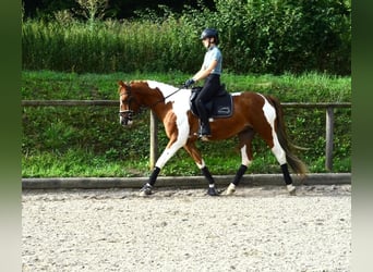 Más caballos centroeuropeos, Caballo castrado, 3 años, 165 cm, Pío