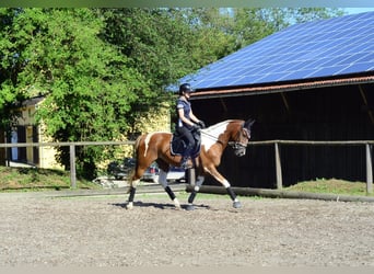 Más caballos centroeuropeos, Caballo castrado, 3 años, 165 cm, Pío
