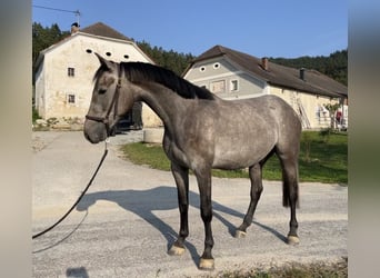 Más caballos centroeuropeos, Caballo castrado, 3 años, 165 cm, Tordo