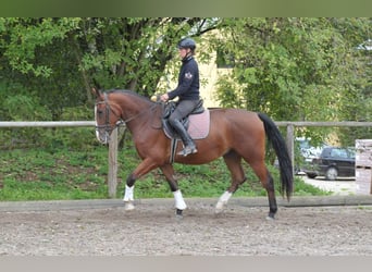 Más caballos centroeuropeos, Caballo castrado, 3 años, 166 cm, Castaño