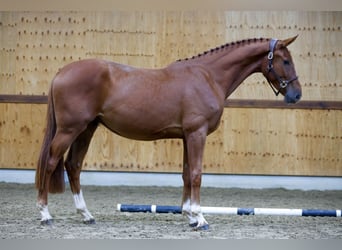 Más caballos centroeuropeos, Caballo castrado, 3 años, 166 cm, Castaño