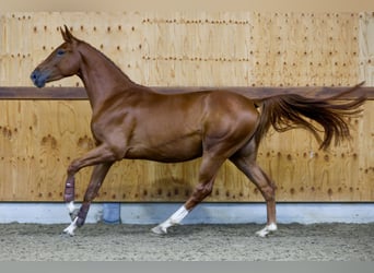 Más caballos centroeuropeos, Caballo castrado, 3 años, 166 cm, Castaño