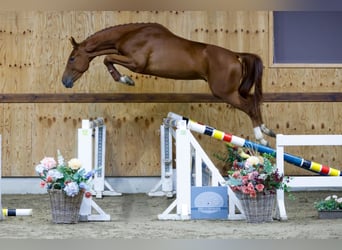 Más caballos centroeuropeos, Caballo castrado, 3 años, 166 cm, Castaño