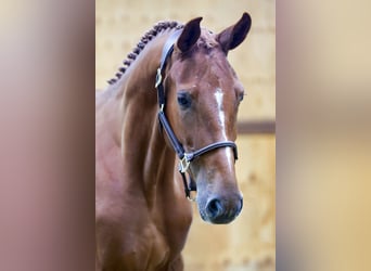 Más caballos centroeuropeos, Caballo castrado, 3 años, 166 cm, Castaño