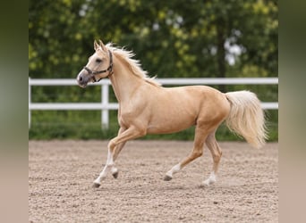 Más caballos centroeuropeos, Caballo castrado, 3 años, 166 cm, Palomino