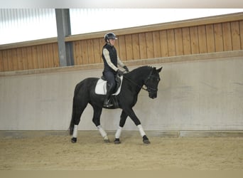 Más caballos centroeuropeos, Caballo castrado, 3 años, 167 cm, Negro