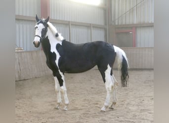 Más caballos centroeuropeos, Caballo castrado, 3 años, 168 cm, Pío
