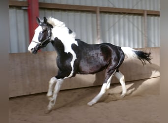 Más caballos centroeuropeos, Caballo castrado, 3 años, 168 cm, Pío