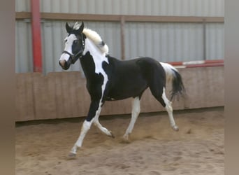 Más caballos centroeuropeos, Caballo castrado, 3 años, 168 cm, Pío