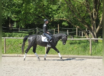 Más caballos centroeuropeos, Caballo castrado, 3 años, 168 cm, Tordo