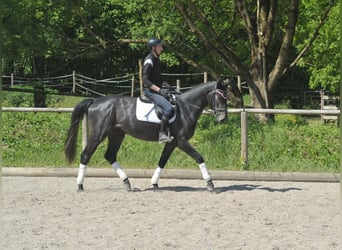 Más caballos centroeuropeos, Caballo castrado, 3 años, 168 cm, Tordo