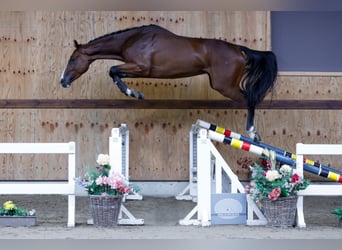 Más caballos centroeuropeos, Caballo castrado, 3 años, 171 cm, Castaño