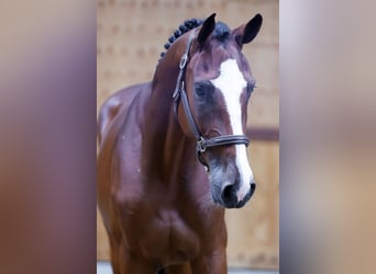 Más caballos centroeuropeos, Caballo castrado, 3 años, 171 cm, Castaño