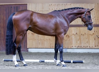 Más caballos centroeuropeos, Caballo castrado, 3 años, 171 cm, Castaño