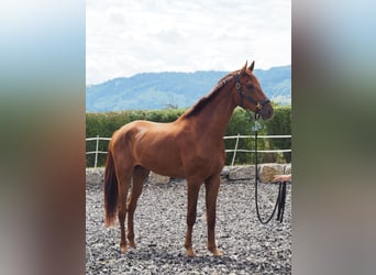 Más caballos centroeuropeos, Caballo castrado, 3 años, 173 cm, Alazán