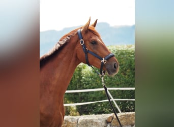 Más caballos centroeuropeos, Caballo castrado, 3 años, 173 cm, Alazán
