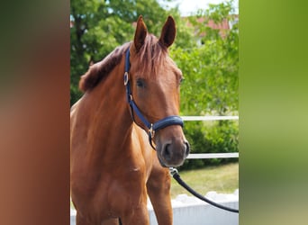 Más caballos centroeuropeos, Caballo castrado, 3 años, 173 cm, Alazán