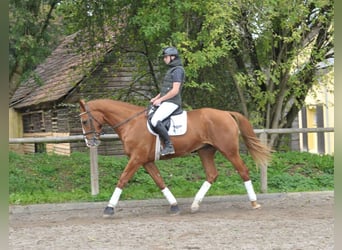 Más caballos centroeuropeos, Caballo castrado, 3 años, 174 cm, Alazán